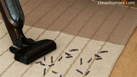 I Accidentally Vacuumed Mouse Droppings: Do This Immediately! - Clean Homies