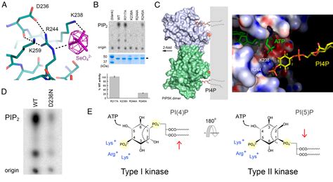 Figure From Mechanism Of Substrate Specificity Of