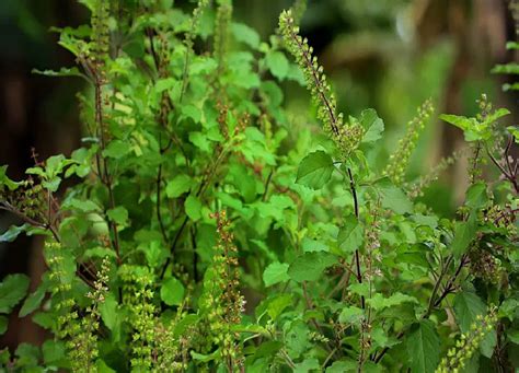 Tulsi Upay Do These Effective Remedies Of Tulsi In Adhik Maas All