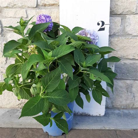 Endless Summer Hydrangea 2 Gallon Container Grimms Gardens