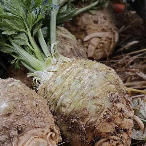 Seler Zwyczajny Apium Graveolens Opis Wygląd Wymagania Uprawa I