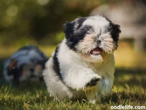 11 Most Common Shih Tzu Behavior Problems And Solutions Oodle Life