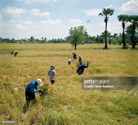 Rice Field Cambodia Photos and Premium High Res Pictures - Getty Images