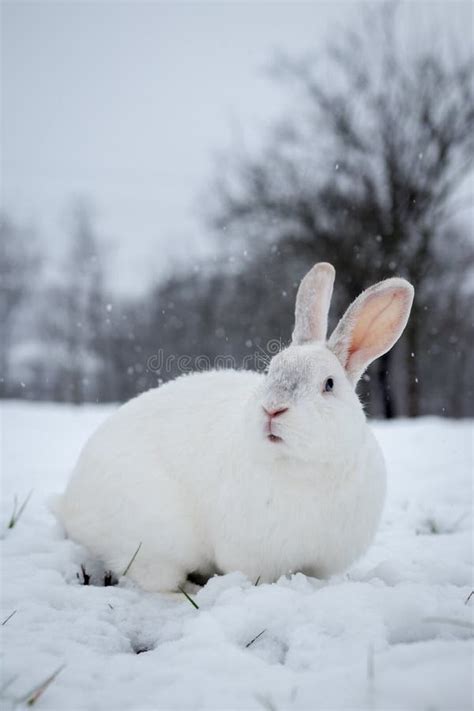 White Rabbit In The Snow Stock Image Image Of Climate 185032023