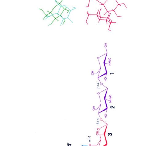 A Schematic Representation A And Crystal Structure B Of Man9 With