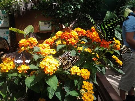 Casa Delle Farfalle E Bosco Delle Fate Di Butterfly Arc Montegrotto