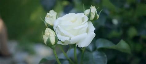 Garden Roses vs. Roses: What’s the Difference? - GardenProfy