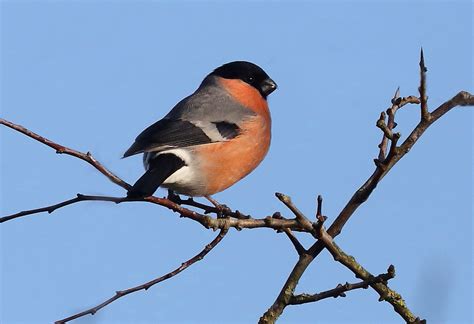 Bullfinch Alanj Walkington Flickr