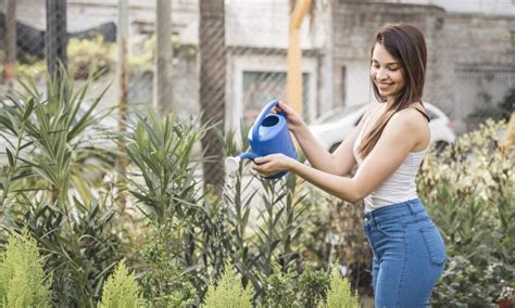 Confira Qual é O Melhor Horário Para Regar Suas Plantas Existe Um Melhor