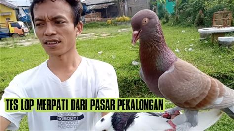 Loss Dwoorrrrrr Langsung Tes Lop Merpati Dari Pasar Kuripan