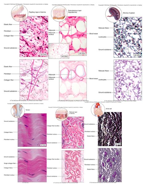 Chapter 4 - Connective Tissue Proper Diagram | Quizlet