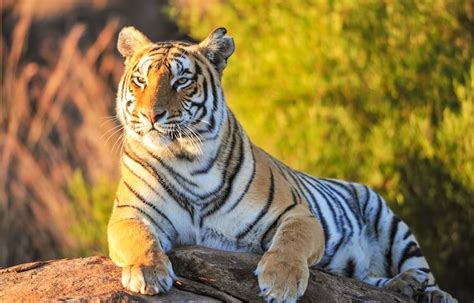 The A to Z Of 160 Terrific & Terrifying Tiger Names | My Pet's Name