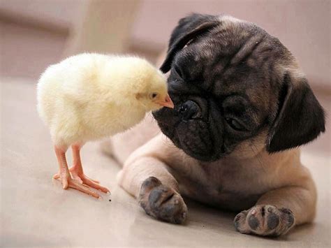 Pug Puppy And Duck Kissing Puppy Pictures Funny Animal Pictures Funny