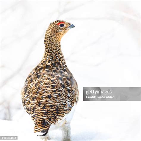 Red Alaska Photos And Premium High Res Pictures Getty Images