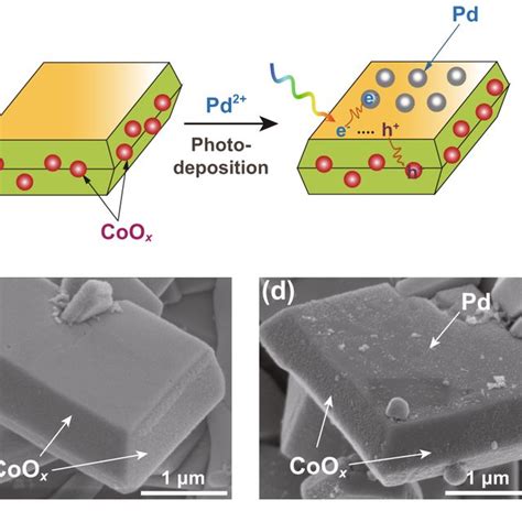 Facet Selective Loading Of Coox And Pd Cocatalysts On Mo Bivo A