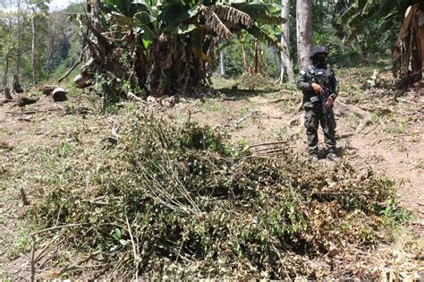 Incineran plantación de coca en Atlántida Proceso Digital