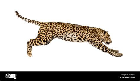 Side View Of A Spotted Leopard Leaping Panthera Pardus Isolated On