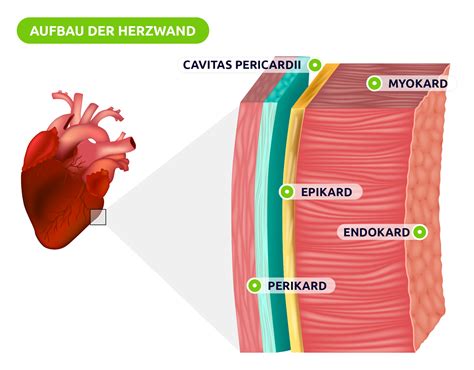 Herzwand Aufbau Pflegerio