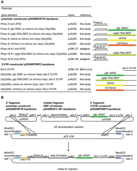 A Descriptions And Diagrammatic Representations Of Promoter And