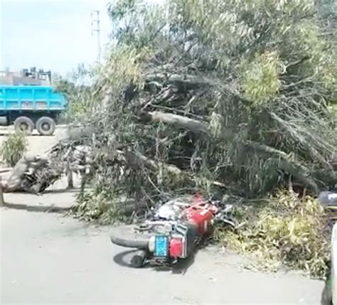 ÁRBOL CAE ENCIMA DE MOTOCICLISTA Y CASI PROVOCA TRAGEDIA Diario de