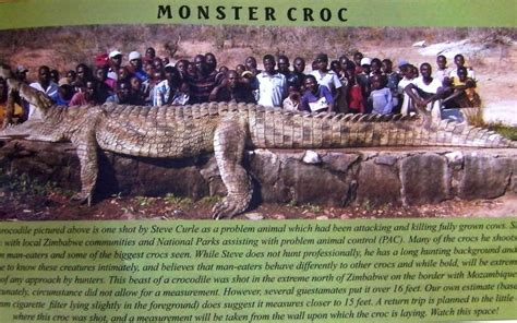 View Nile Crocodile Vs Saltwater Crocodile Size Comparison Pictures