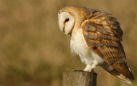 animals, Owl, Birds Wallpapers HD / Desktop and Mobile Backgrounds