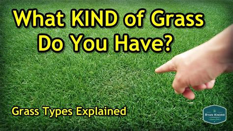 How To Tell What Kind Of Grass I Have In My Yard At Susanne Anderson Blog