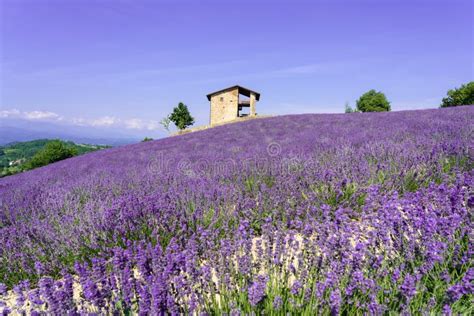 Bonitos Arbustos De Flores De Lavanda Morada En Verano Imagen De