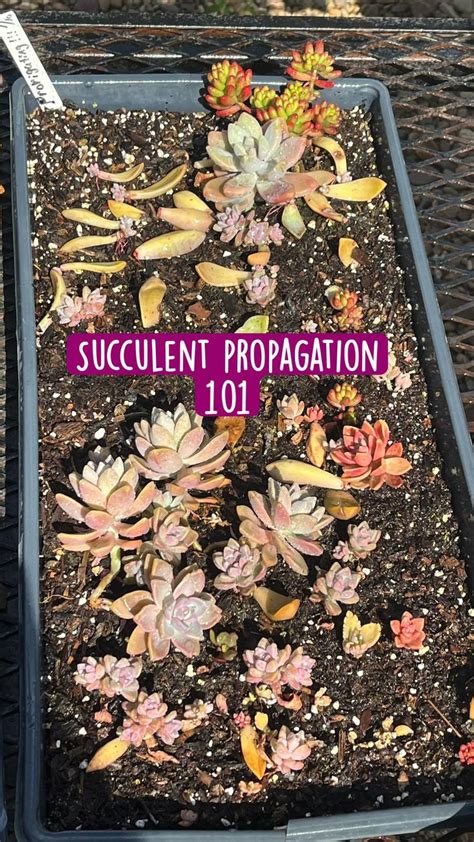 Succulent propagation 101 | Propagating succulents, Succulents ...