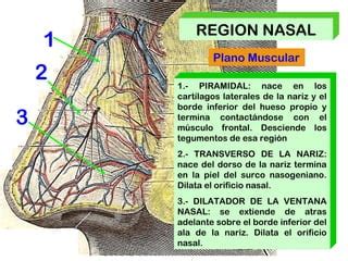 Regiones De La Cara Ppt