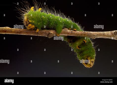 Imperial Moth Caterpillar Hi Res Stock Photography And Images Alamy