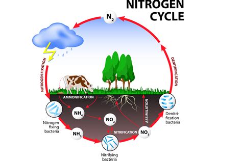 Tahapan Siklus Nitrogen Dan Penjelasannya