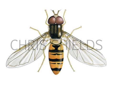 Marmalade Hoverfly Episyrphus Balteatus In Illustration Insect