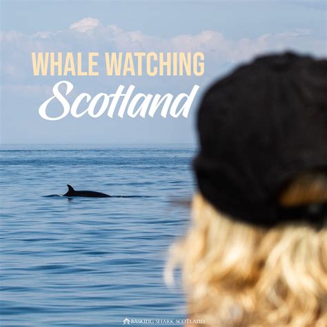 Whale Watching Scotland Whale Watching Wildlife Tour Basking Shark