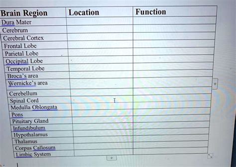 SOLVED: Brain Region Dura Mater Cerebrum Cerebral Cortex Frontal Lobe Parietal Lobe Occipital ...