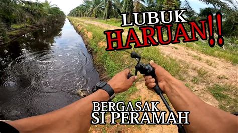 CASTING HARUAN BERGASAK Lubuk Haruan Idaman Kaki Pancing