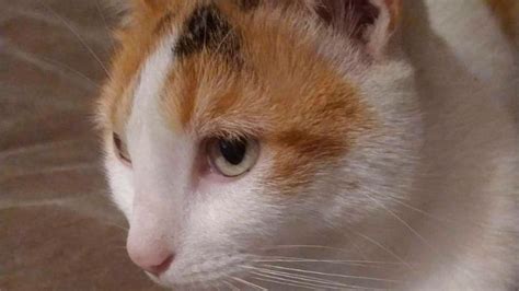 Buscan Dar Con El Paradero De Un Gatito Que Se Extravió En El Barrio Reconquista Diario Panorama