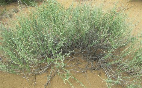 内蒙古旱蒿 民勤沙生植物园植物 图片