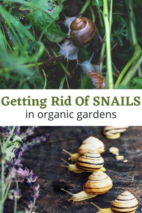 How To Keep Snails Out Of The Garden Turning The Clock Back