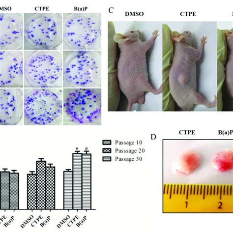 Clone Formation In Plate And Tumor Formation In Nude Mice Using Cells