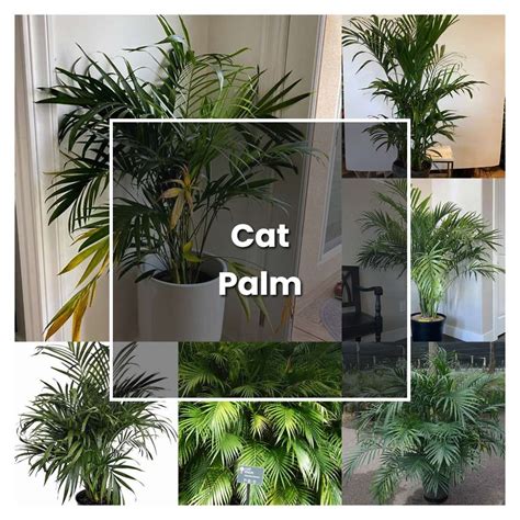 How to Grow Cat Palm - Plant Care & Tips | NorwichGardener