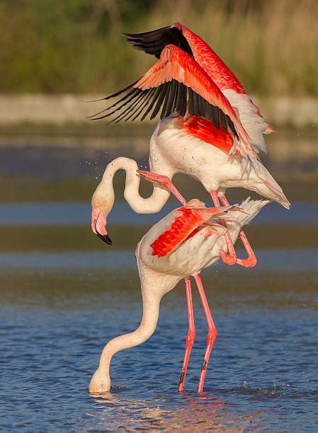 Best Flamingo Feathers Stock Photos, Pictures & Royalty-Free Images ...