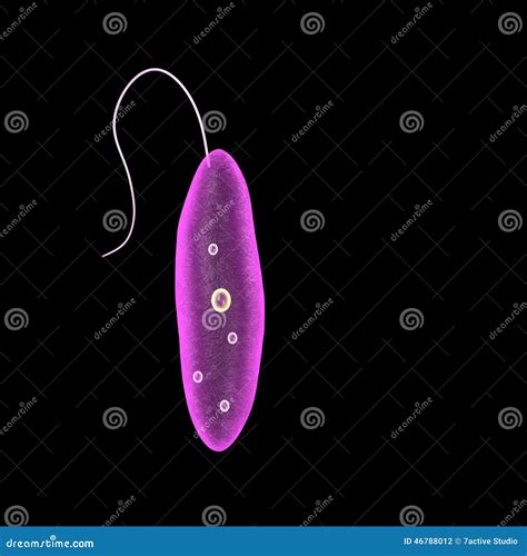 Leishmania Stock Illustration Illustration Of Microscope 46788012