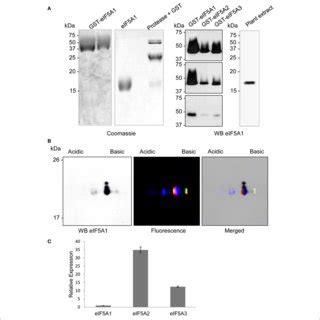 Antibody Production And Immunological Detection Of Eif A Proteins