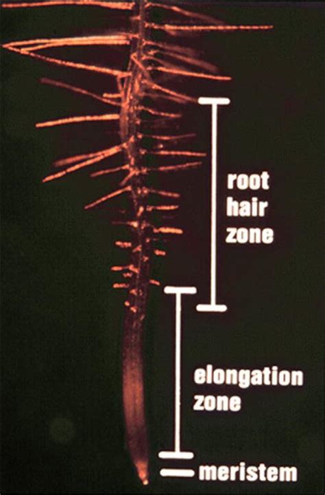 Plant Root Hair Cell Diagram : Root Hairs : Root hairs are slender ...