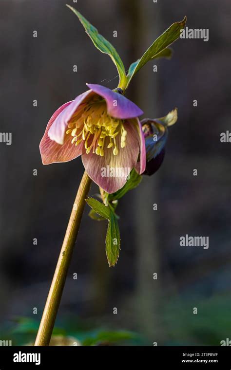 Early Spring Forest Blooms Hellebores Helleborus Purpurascens Purple