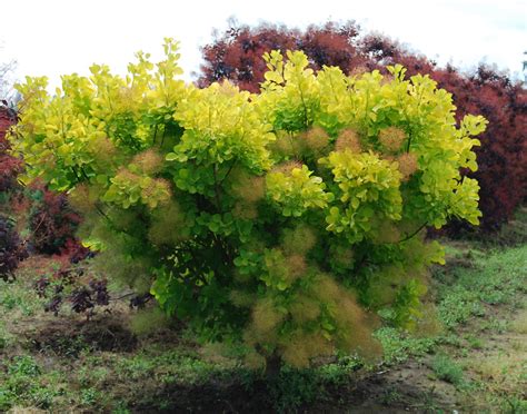 Cotinus Coggygria Golden Spirit Travis Colony Flickr