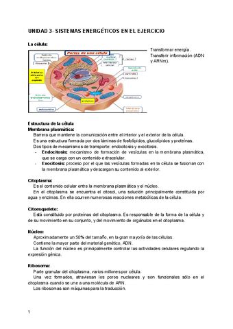 Fisio Ii Temas Pdf