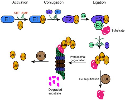 Cell Proliferation Cell Biology Journal Wiley Online Library