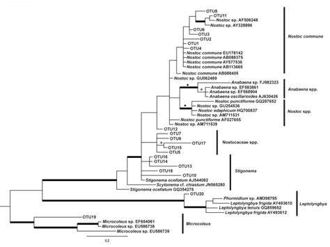 Phylogenetic Tree 16s Rrna Data Analysis Next Generation Sequencing